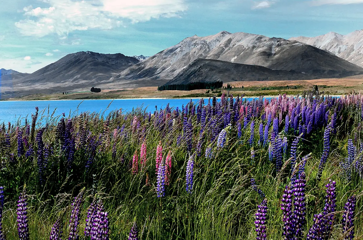 Lupins flowering on the shore of Lake Tekapo